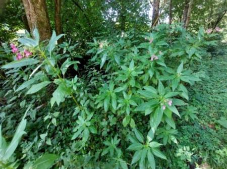 Žlezava nedotika, foto: mag. Sonja zidar 
